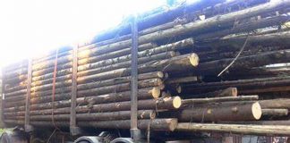 Amendă și permisul suspendat pentru un transportator de lemne!