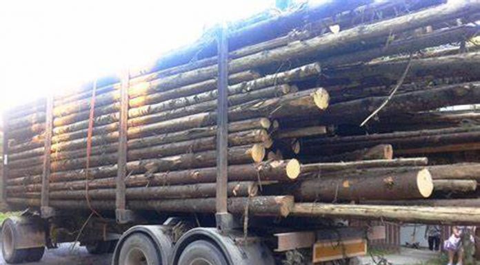 Amendă și permisul suspendat pentru un transportator de lemne!