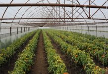 A fost suplimentat bugetul pentru subvențiile acordate culturilor de legume în spații protejate