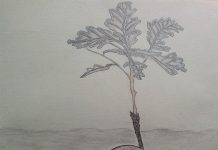 Povești din pădure – Ghindișor