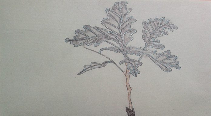 Povești din pădure – Ghindișor