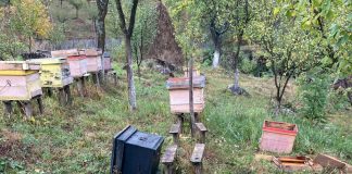 VIDEO: Atacați de urs chiar lângă casă! Lucrau la stupină!