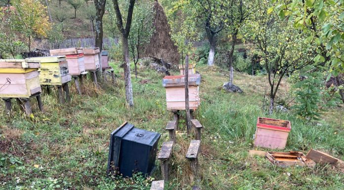 VIDEO: Atacați de urs chiar lângă casă! Lucrau la stupină!