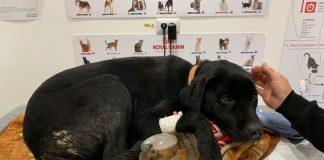 Polițiști acuzați de „lipsă de empatie” după ce au sancționat un șofer ce mergea cu 127km/h!