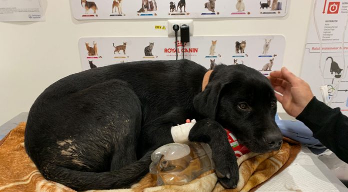 Polițiști acuzați de „lipsă de empatie” după ce au sancționat un șofer ce mergea cu 127km/h!