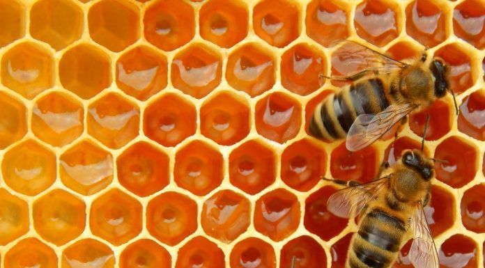 APIA a efectuat plățile către beneficiarii Programului Național Apicol pentru anul 2021