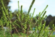 Cere aplicarea legii pentru combaterea ambroziei