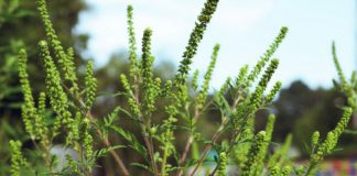 Agricultura pe înțelesul tuturor – AMBROZIA, buruiana care a speriat Europa