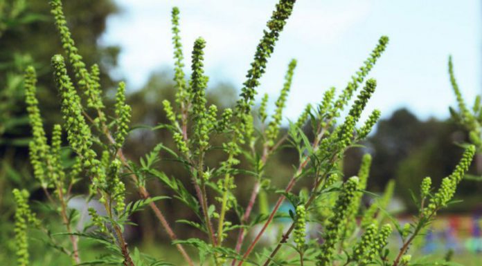 Agricultura pe înțelesul tuturor – AMBROZIA, buruiana care a speriat Europa