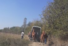 Amendați pentru că au lăsat caii în culturile de porumb