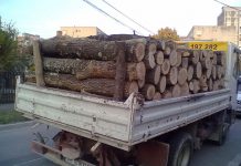 Un doljean s-a ales cu amendă și cu lemnele confiscate!