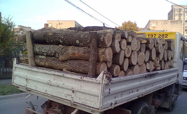 Un doljean s-a ales cu amendă și cu lemnele confiscate!