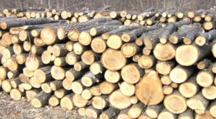 Am exportat mai puțin lemn