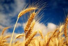 Agricultura pe înțelesul tuturor – Înființarea culturilor de toamnă