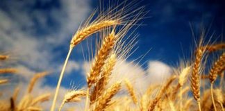 Agricultura pe înțelesul tuturor – Înființarea culturilor de toamnă