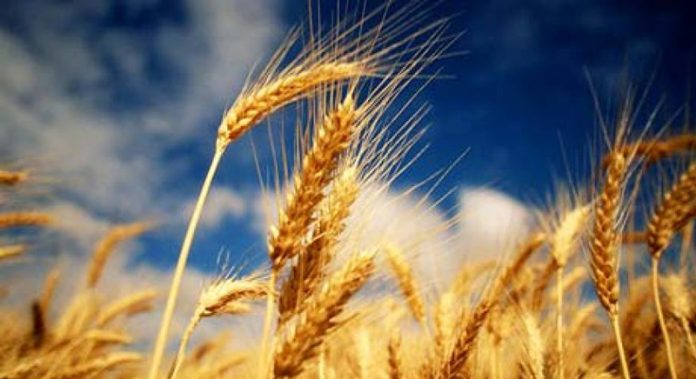 Agricultura pe înțelesul tuturor – Înființarea culturilor de toamnă