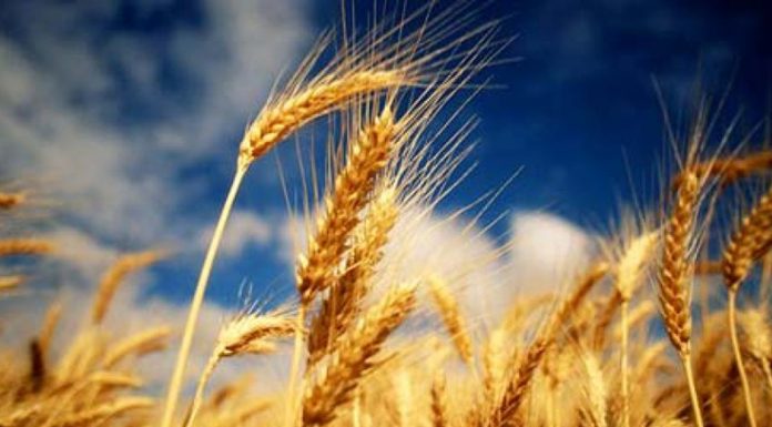 Agricultura pe înțelesul tuturor – Înființarea culturilor de toamnă