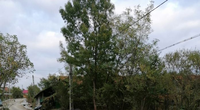 Podul de la Lazuri, gata într-o săptămână