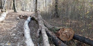 20 de lemne, sustrase din Pădurea Urechești! Fapta, cu autor necunoscut, nesoluționată de patru ani, pădurarul liber