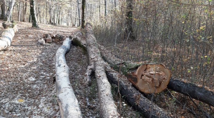 20 de lemne, sustrase din Pădurea Urechești! Fapta, cu autor necunoscut, nesoluționată de patru ani, pădurarul liber