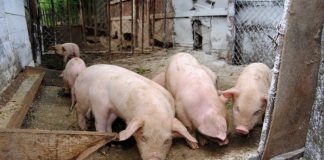 Noi focare de pestă porcină în Gorj