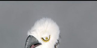 Handbaliștii de la UCB și-au ales mascota