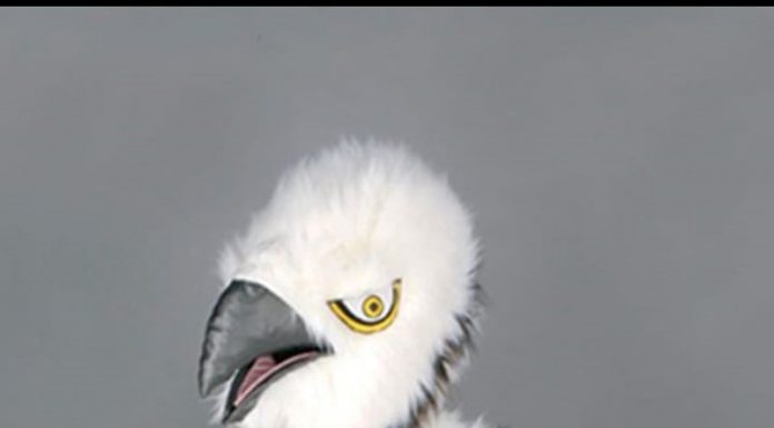 Handbaliștii de la UCB și-au ales mascota