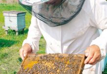 Agricultura pe înțelesul tuturor – APICULTURA, între lege și fărădelege