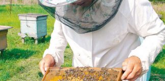 Agricultura pe înțelesul tuturor – APICULTURA, între lege și fărădelege