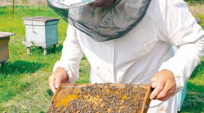 Agricultura pe înțelesul tuturor – APICULTURA, între lege și fărădelege