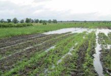 Agricultura pe înțelesul tuturor – Protejarea culturilor la excesul de umiditate din toamnă