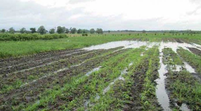 Agricultura pe înțelesul tuturor – Protejarea culturilor la excesul de umiditate din toamnă