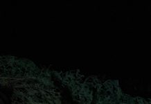 Foto: Marele brad pentru centrul municipiului Motru a sosit!