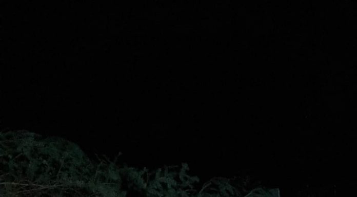 Foto: Marele brad pentru centrul municipiului Motru a sosit!