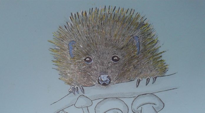 Povești din pădure: Aricel cel mititel