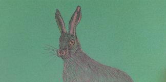 Povești din pădure – Urechi lungi