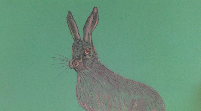 Povești din pădure – Urechi lungi