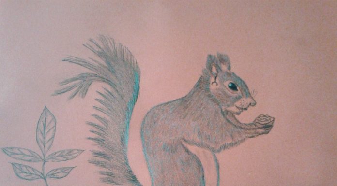 Povești din pădure: Victorița veverița