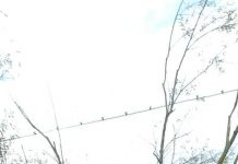 Accident la Câlnic, tânără în spital! A intrat, cu mașina, într-un copac