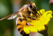 26 noiembrie, ultima zi pentru solicitarea ajutorului de minimis pentru apicultori