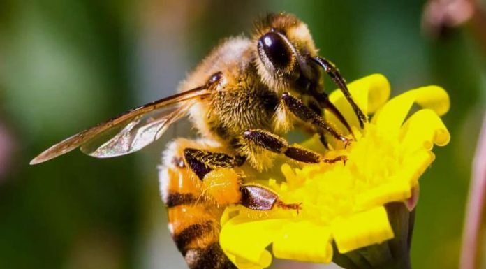26 noiembrie, ultima zi pentru solicitarea ajutorului de minimis pentru apicultori