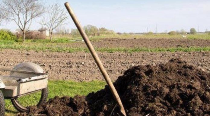 Agricultura pe înțelesul tuturor – Gunoiul de grajd – o comoară a fermierilor