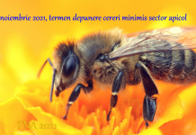 Apicultorii pot depune cereri pentru acordarea ajutorului de minimis