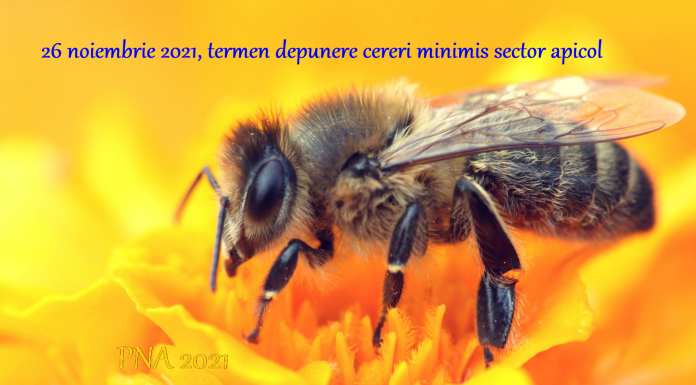 Apicultorii pot depune cereri pentru acordarea ajutorului de minimis