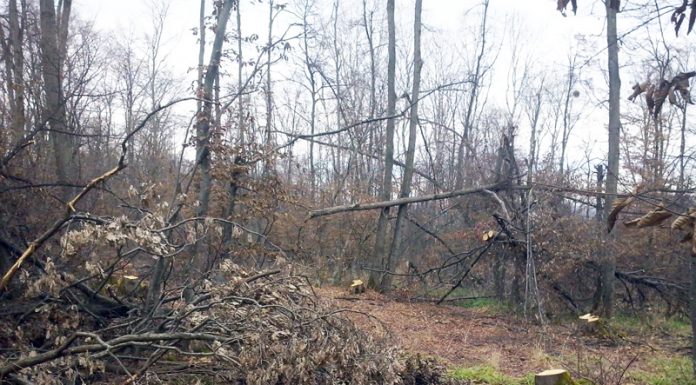 Președintele unei obști, judecat pentru un prejudiciu de peste 3 milioane de lei! Instanța, sesizată legal de către DNA!