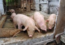 Gorj: Opt focare active de pestă porcină