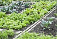 Agricultura pe înțelesul tuturor – Rotația culturilor legumicole