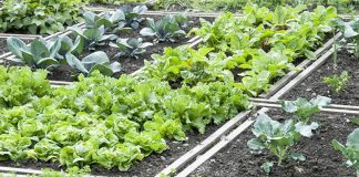 Agricultura pe înțelesul tuturor – Rotația culturilor legumicole