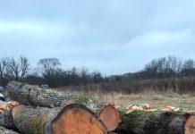 Garda Forestieră, în control la gaterul societății afaceristului Sprâncenatu, la Peștișani! Lemne confiscate