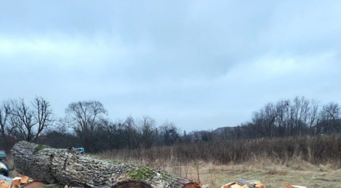 Garda Forestieră, în control la gaterul societății afaceristului Sprâncenatu, la Peștișani! Lemne confiscate